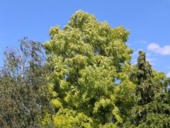 Gold-Robinie 'Frisia', 100-125 cm, Robinia pseudoacacia 'Frisia', Containerware