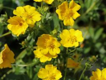 Gold-Fingerkraut, Potentilla aurea, Topfware