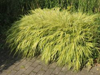 Gold-Japan-Berggras &#8218;Aureola&#8216;, Hakonechloa macra &#8218;Aureola&#8216;, Topfware