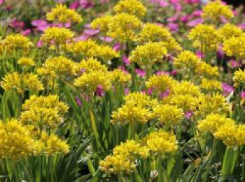 Gold-Lauch, Allium moly, Topfware