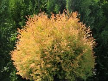 Gold-Lebensbaum &#8218;Rheingold&#8216;, 20-30 cm, Thuja occidentalis &#8218;Rheingold&#8216;, Containerware