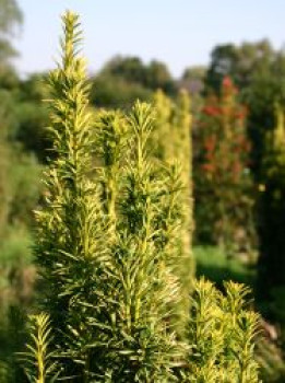 Gold-Säuleneibe 'Fastigiata Aurea', 80-100 cm, Taxus baccata 'Fastigiata Aurea', Containerware