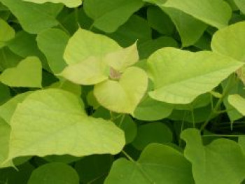 Gold-Trompetenbaum ‚Aurea‘, 60-80 cm, Catalpa bignonioides ‚Aurea‘, Containerware