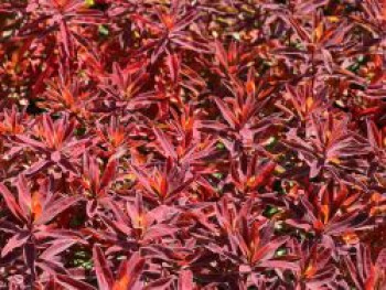 Gold-Wolfsmilch &#8218;Bonfire&#8216;, Euphorbia polychroma &#8218;Bonfire&#8216;, Topfware