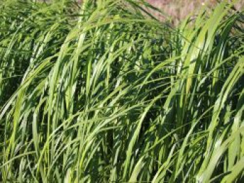 Goldbandgras &#8218;Aureomarginata&#8216;, Spartina pectinata &#8218;Aureomarginata&#8216;, Topfware