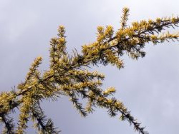 Goldene Atlaszeder 'Aurea', 60-80 cm, Cedrus atlantica 'Aurea', Containerware