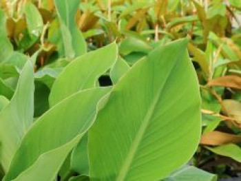 Goldene Lotus-Banane, 30-40 cm, Musella lasiocarpa, Containerware