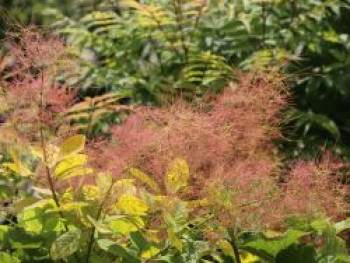 Goldgelber Perückenstrauch 'Golden Spirit', 30-40 cm, Cotinus coggygria 'Golden Spirit', Containerware