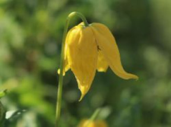 Goldglöckchen-Clematis / Waldrebe &#8218;Little Lemons&#8216;, Clematis &#8218;Little Lemons&#8216;, Containerware