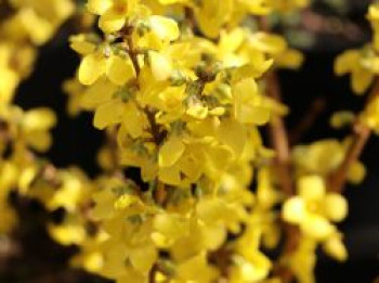 Goldglöckchen / Forsythia 'Minigold', 40-60 cm, Forsythia intermedia 'Minigold', Containerware