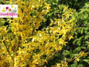 Goldglöckchen / Forsythie Buntstifter 'WEEK-END' ®, 40-60 cm, Forsythia x intermedia Buntstifter 'WEEK-END' ®, Containerware