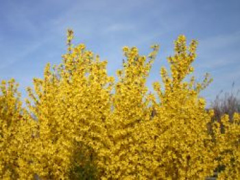 Goldglöckchen / Forsythie, 100-150 cm, Forsythia x intermedia &#8218;Lynwood Gold&#8216;, Containerware