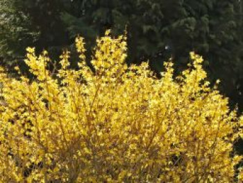 Goldglöckchen / Forsythie &#8218;Mikador&#8216;  ®, 40-60 cm, Forsythia intermedia &#8218;Mikador&#8216;  ®, Containerware