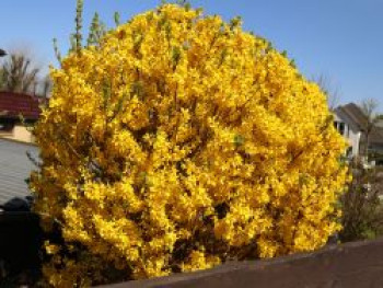 Goldglöckchen / Forsythie 'Spectabilis', 100-150 cm, Forsythia x intermedia 'Spectabilis', Containerware