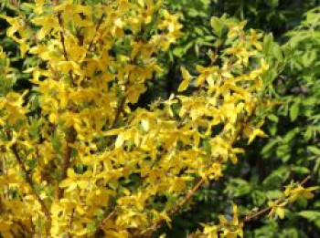 Rotblühender Blumenhartriegel &#8218;Satomi&#8216;