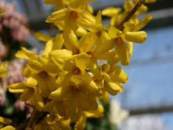 Goldglöckchen &#8218;Goldrausch&#8216;, 40-60 cm, Forsythia &#8218;Goldrausch&#8216;, Containerware