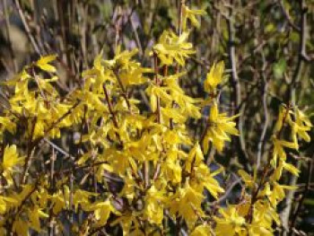 Goldglöckchen 'Maree d'Or' ®, 30-40 cm, Forsythia intermedia 'Maree d'Or' ®, Containerware