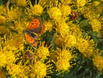 Goldhaar-Aster, Aster linosyris, Topfware