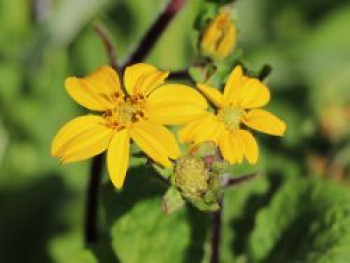 Goldkörbchen &#8218;Andre Viette&#8216;, Chrysogonum virginianum &#8218;Andre Viette&#8216;, Topfware