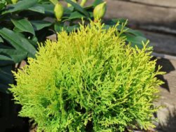 Goldkugel-Lebensbaum &#8218;Amber Glow&#8216;, 20-30 cm, Thuja occidentalis &#8218;Amber Glow&#8216;, Containerware