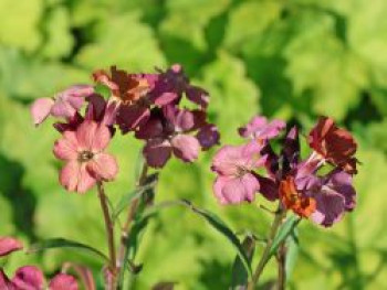 Goldlack 'Constant Cheer', Erysimum cheiri 'Constant Cheer', Topfware