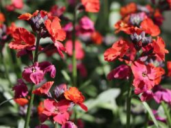 Goldlack &#8218;Red Jep&#8216;, Erysimum x cultorum &#8218;Red Jep&#8216;, Topfware