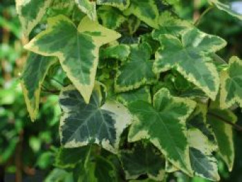 Goldlaubiger Efeu &#8218;Golden Kolibri&#8216;, 60-100 cm, Hedera helix &#8218;Golden Kolibri&#8216;, Containerware