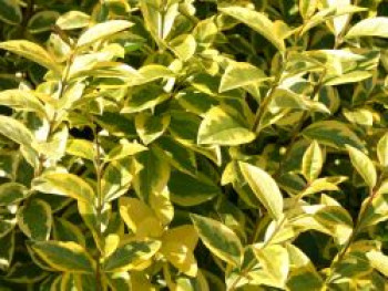 Goldliguster &#8218;Aureum&#8216;, 100-125 cm, Ligustrum ovalifolium &#8218;Aureum&#8216;, Containerware