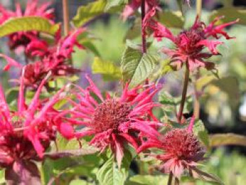 Goldmelisse / Indianernessel / Monarde, Monarda didyma, Topfware