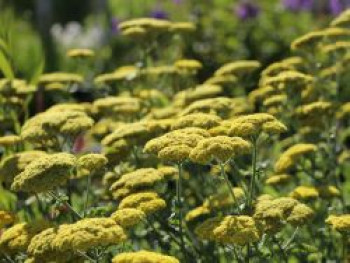 Goldquirl-Garbe 'Little Moonshine', Achillea clypeolata 'Little Moonshine', Containerware