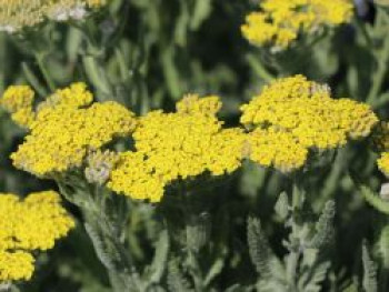 Goldquirl-Garbe, Achillea clypeolata, Topfware