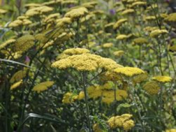 Goldquirl-Garbe &#8218;Moonshine&#8216;, Achillea clypeolata &#8218;Moonshine&#8216;, Topfware