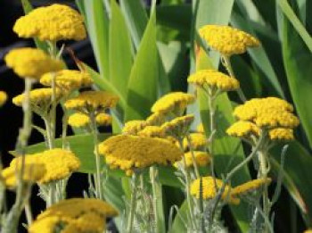 Goldquirl-Garbe &#8218;Schwellenburg&#8216;, Achillea clypeolata &#8218;Schwellenburg&#8216;, Topfware