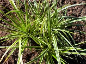 Goldrand Segge &#8218;Aureovariegata&#8216;, Carex morrowii &#8218;Aureovariegata&#8216;, Topfware