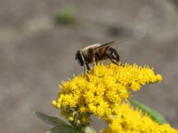 Goldrute 'Golden Dwarf', Solidago x cultorum 'Golden Dwarf', Topfware