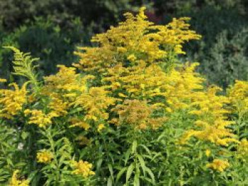 Goldrute 'Goldkind', Solidago x cultorum 'Goldkind', Topfware