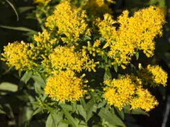 Goldrute &#8218;Laurin&#8216;, Solidago x cultorum &#8218;Laurin&#8216;, Topfware