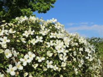 Goldwoll-Clematis, 50-100 cm, Clematis chrysocoma, Containerware