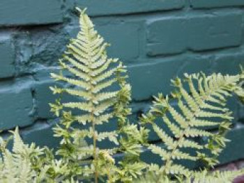 Goldschuppenfarn &#8218;Christata The King&#8216;, Dryopteris affinis &#8218;Cristata The King&#8216;, Topfware