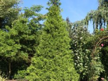 Goldspitzen Lebensbaum 'Aurescens', 30-40 cm, Thuja plicata 'Aurescens', Containerware