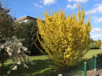 Goldulme 'Wredei', 100-125 cm, Ulmus x hollandica 'Wredei', Containerware