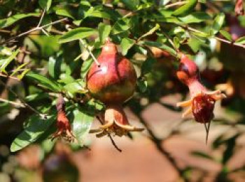 Granatapfel, 40-60 cm, Punica granatum, Containerware