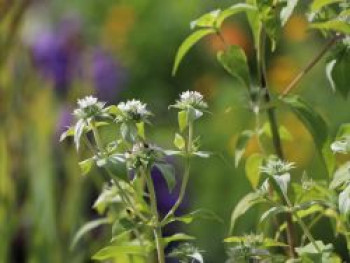 Grannenlose Scheinbergminze, Pycnanthemum muticum, Topfware