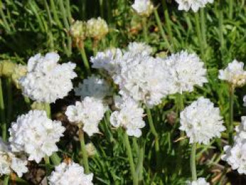 Grasnelke 'Abbey White', Armeria maritima 'Abbey White', Topfware