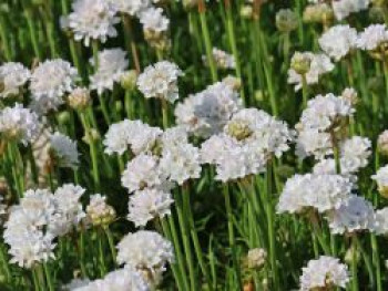 Grasnelke &#8218;Alba&#8216;, Armeria maritima &#8218;Alba&#8216;, Topfware