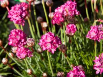 Grasnelke &#8218;Armada Rose&#8216; ®, Armeria maritima &#8218;Armada Rose&#8216; ®, Topfware