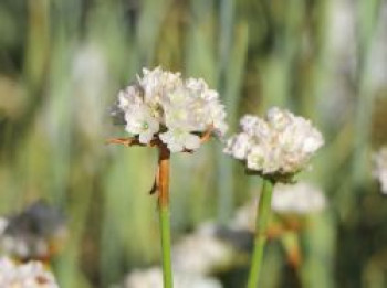 Grasnelke &#8218;Armada White&#8216; ®, Armeria maritima &#8218;Armada White&#8216; ®, Topfware