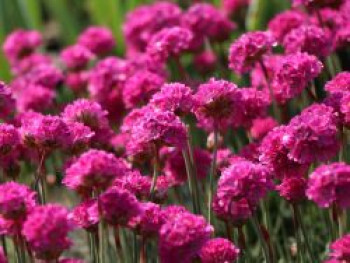 Grasnelke &#8218;Düsseldorfer Stolz&#8216;, Armeria maritima &#8218;Düsseldorfer Stolz&#8216;, Topfware