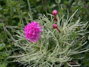 Grasnelke 'Nifty Thrifty', Armeria maritima 'Nifty Thrifty', Topfware