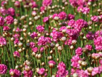 Grasnelke &#8218;Splendens&#8216;, Armeria maritima &#8218;Splendens&#8216;, Topfware